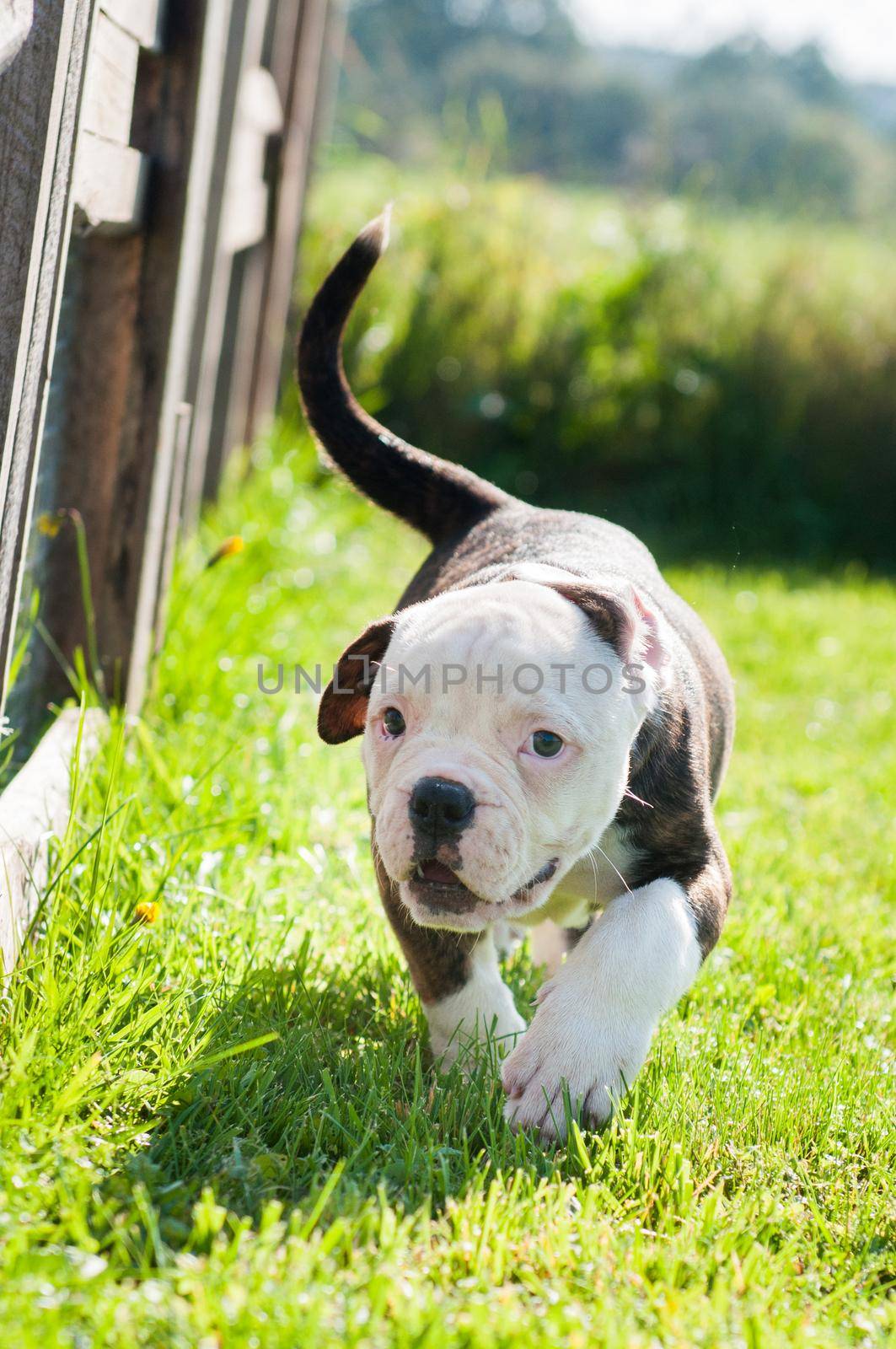 Brindle coat American Bulldog puppy dog is moving on nature on green grass.