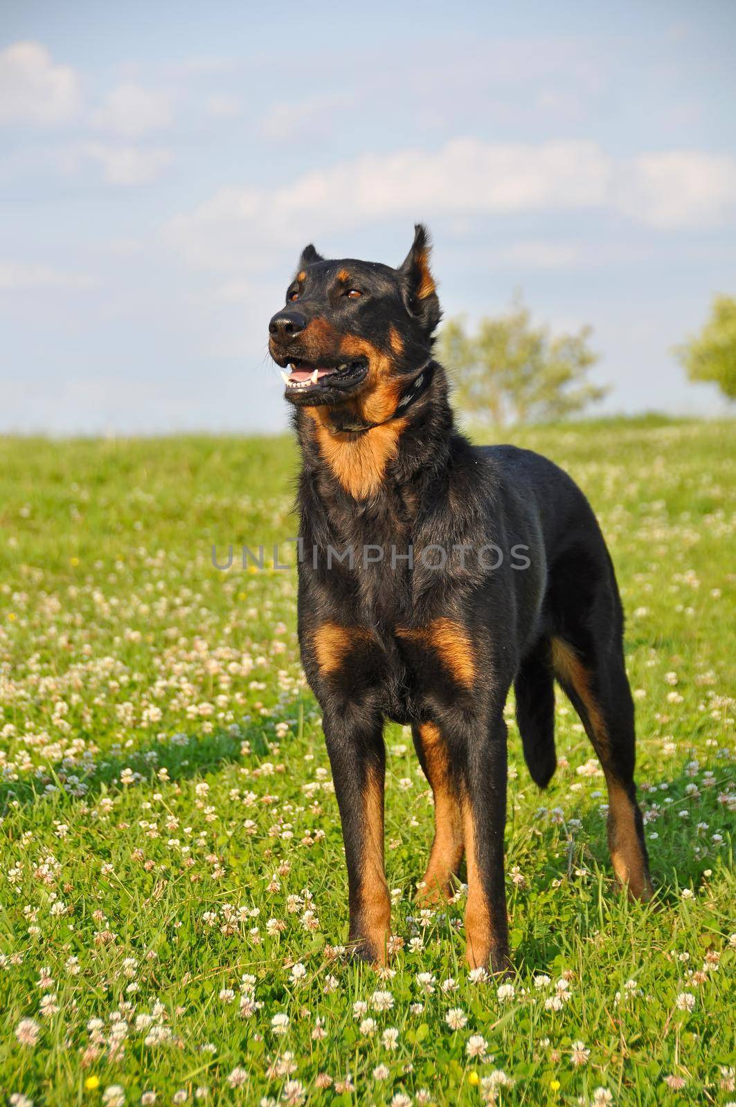 Beauceron dog outside on nature green field background