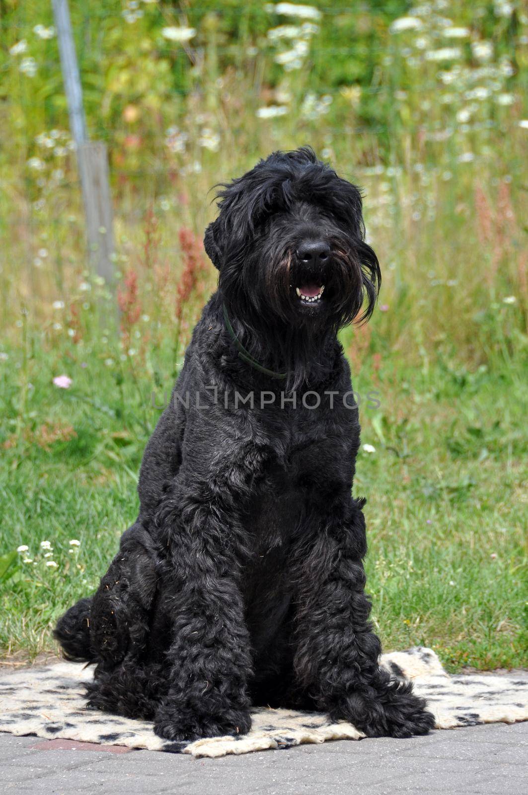 Black Russian Terrier dog close up in the garden by infinityyy