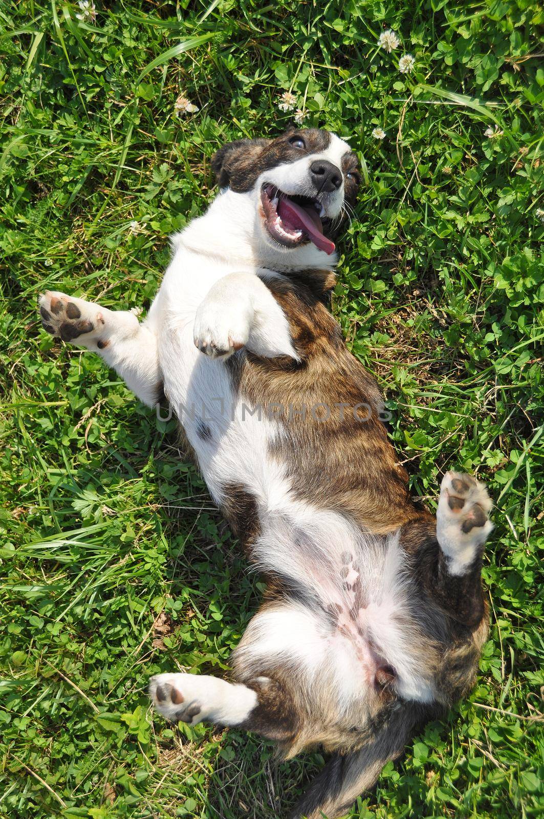 Welsh Cardigan Corgi dog top view on grass by infinityyy