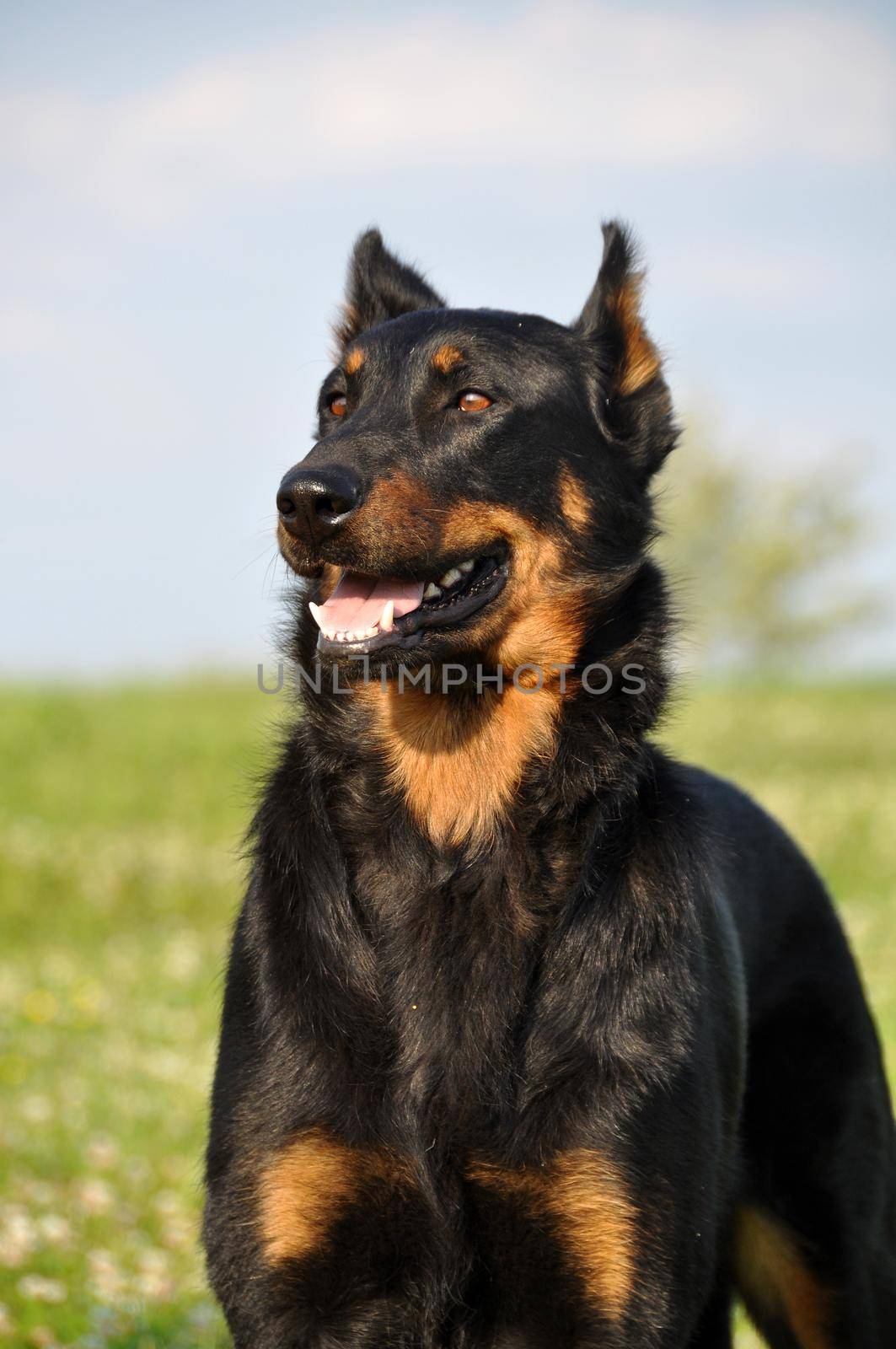 Beauceron dog outside on nature green field by infinityyy