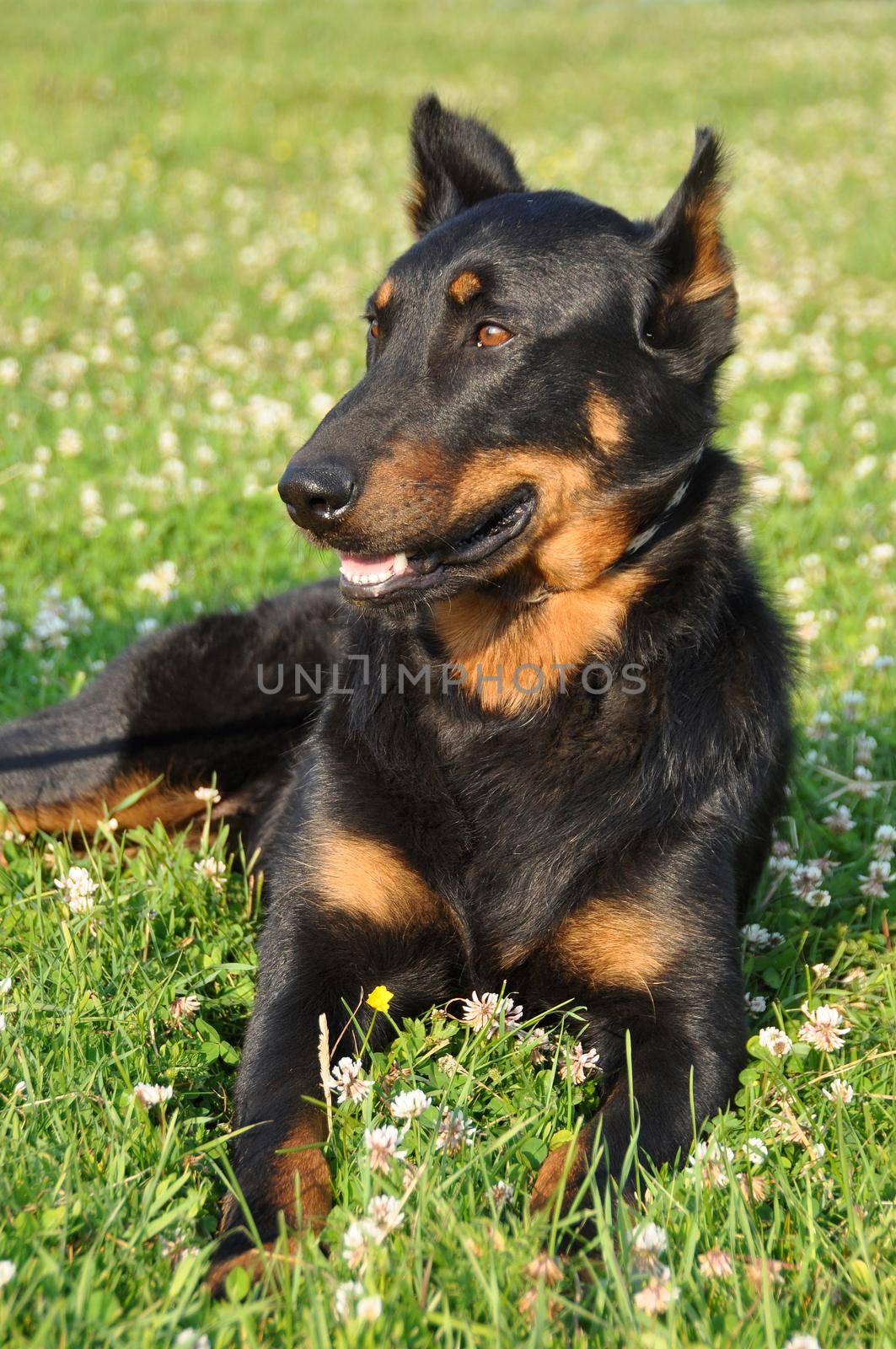 Beauceron dog outside on nature green field by infinityyy