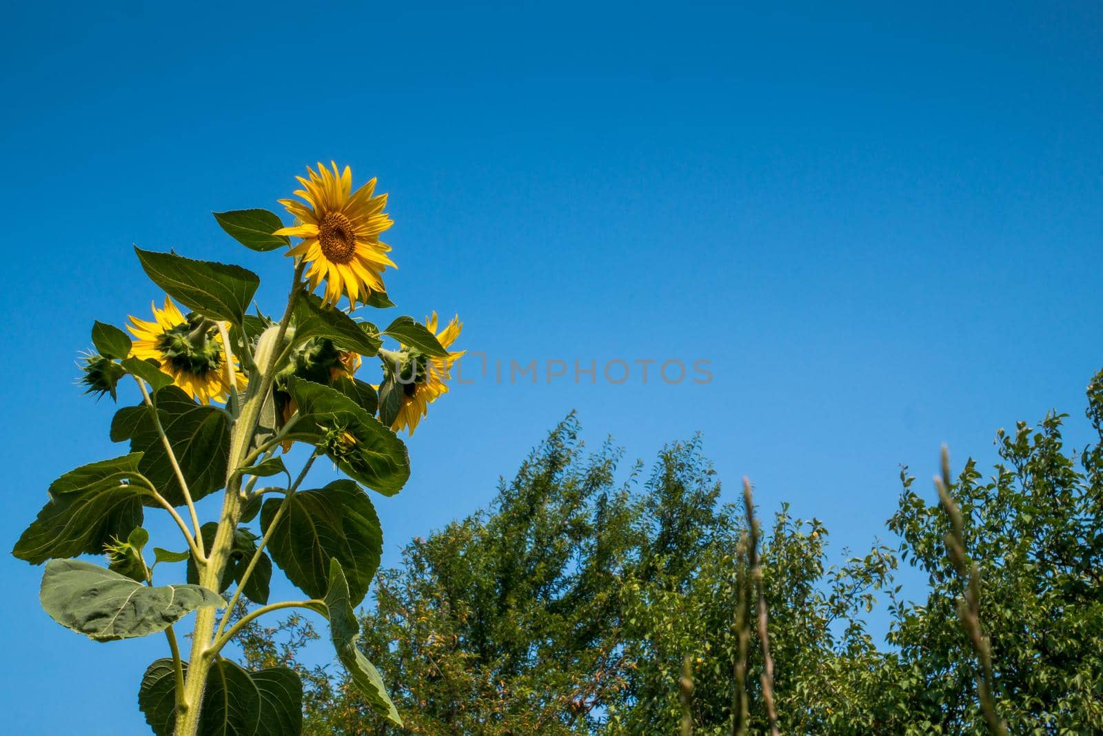 Beautiful sunflower on a sunny day with a natural background. Selective focus.