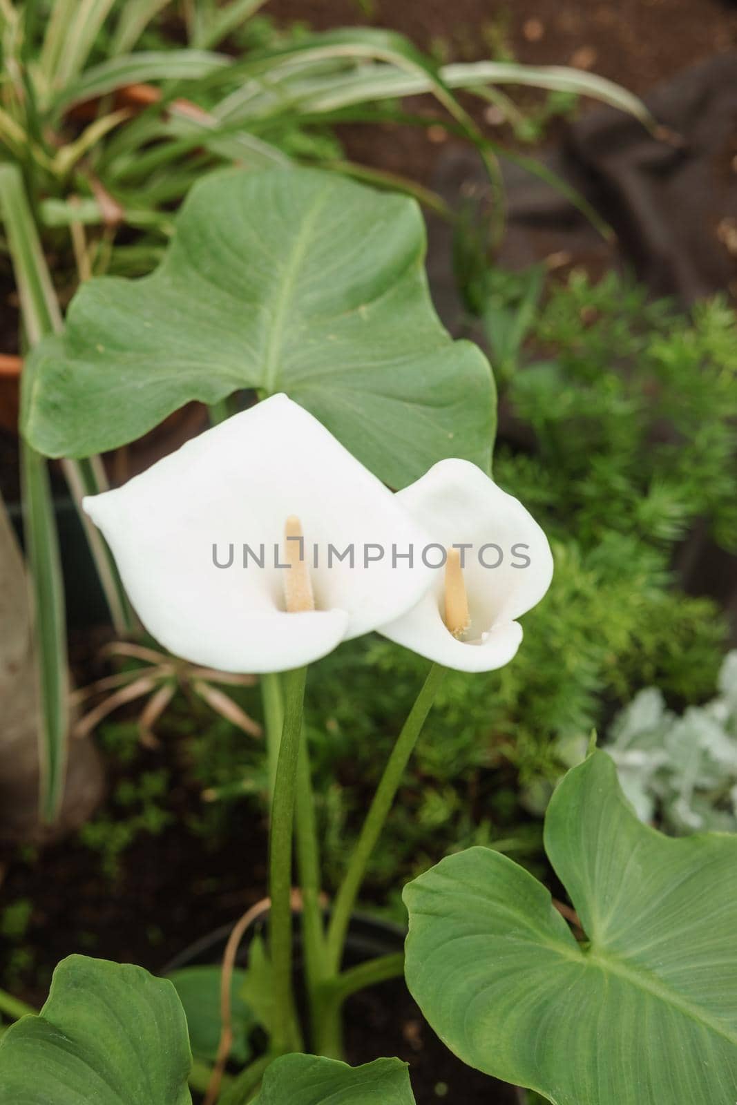 Flower - White calla close-up. Greenhouse with a large variety of green plants. The concept of planting crops in spring.