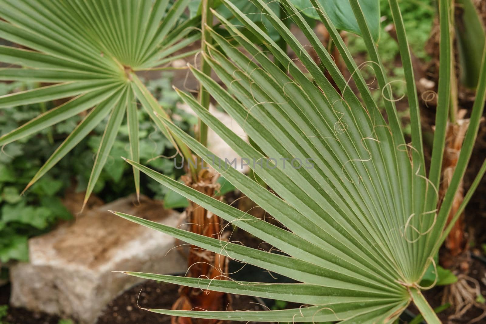 Palm leaf close-up. Greenhouse with a large variety of green plants. The concept of planting crops in spring.