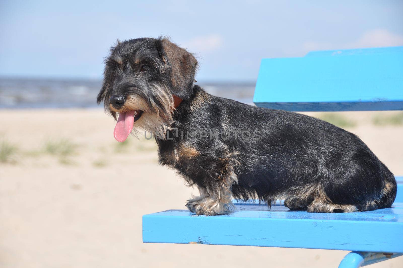 Wire haired dachshund dog sitting on the bench against the background of the Baltic Sea