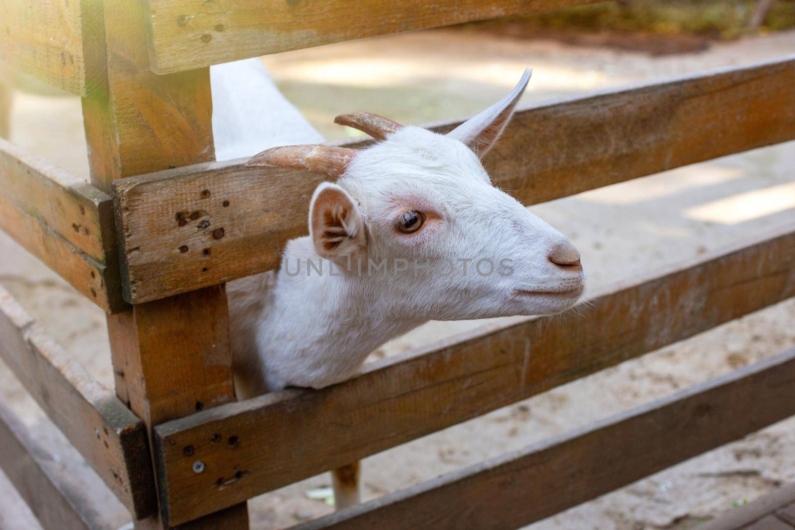 The head of a curious white goat standing in a wooden corral on a farm in daylight. Close. copy space