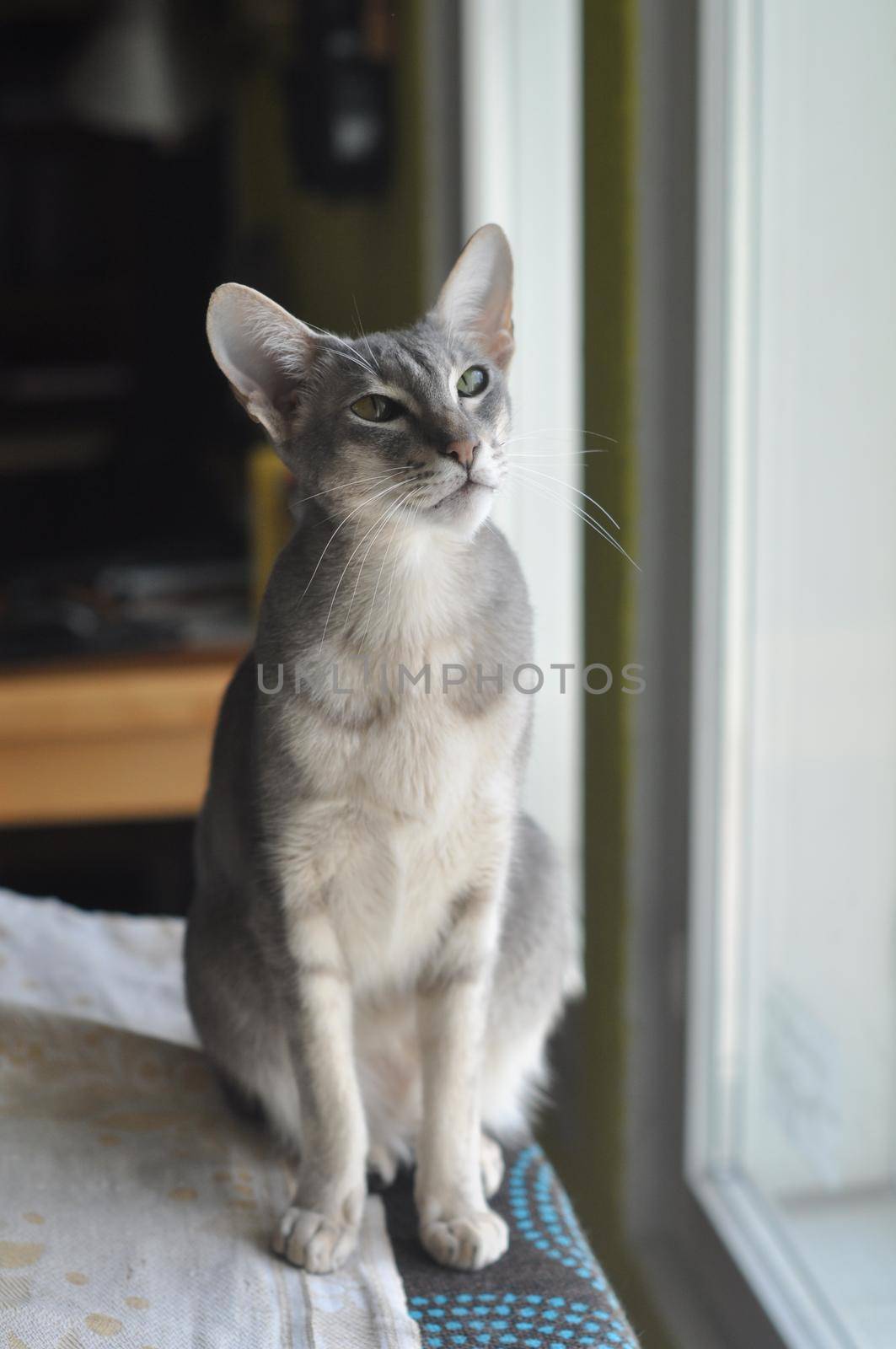 Oriental shorthair cat sits on the window.