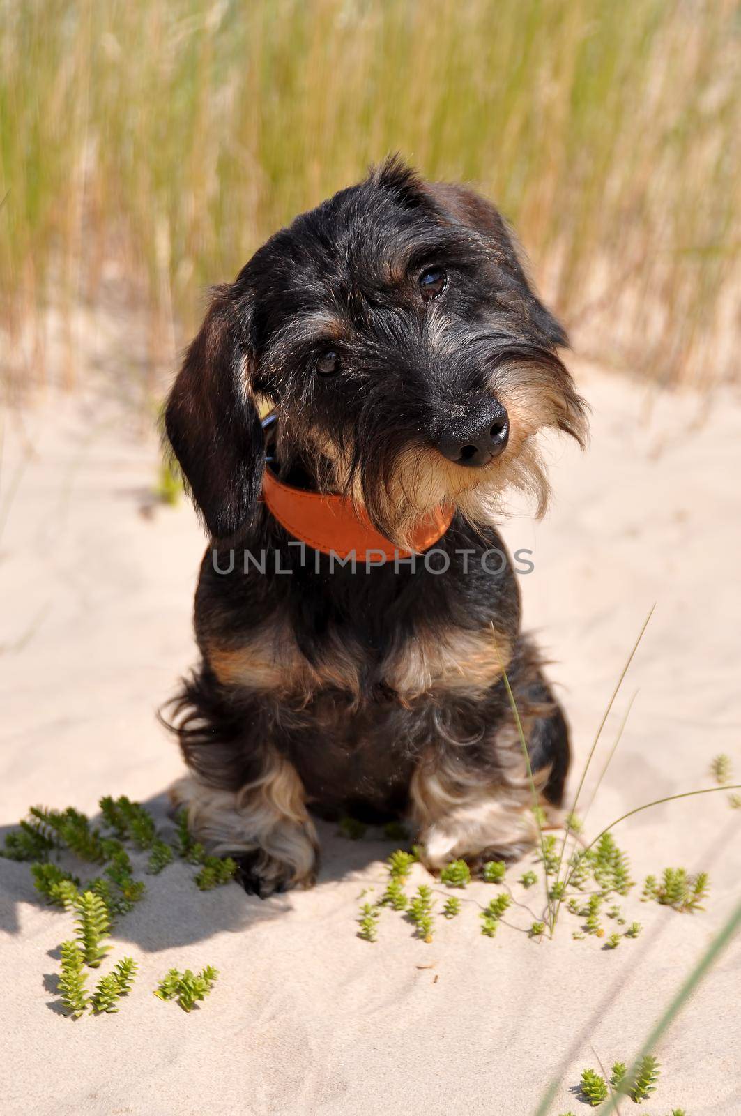 Wire haired dachshund dog sitting on sand at sea