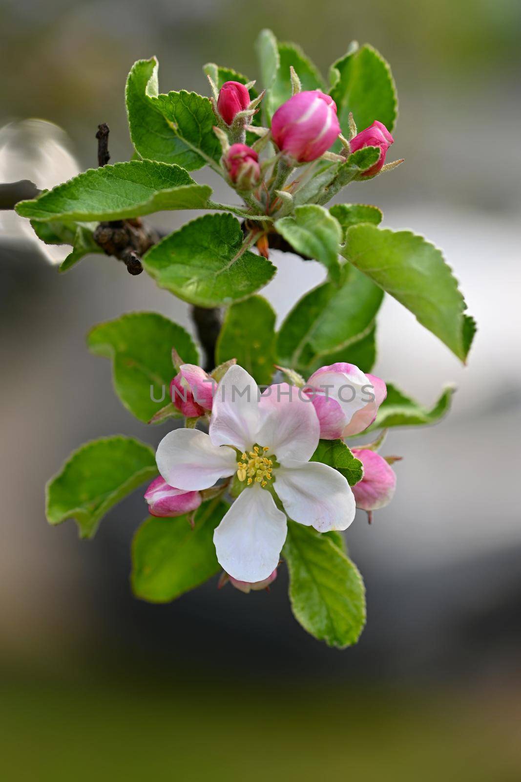 Spring background with blossoming fruit tree. Beautiful blooming apple tree in spring time.