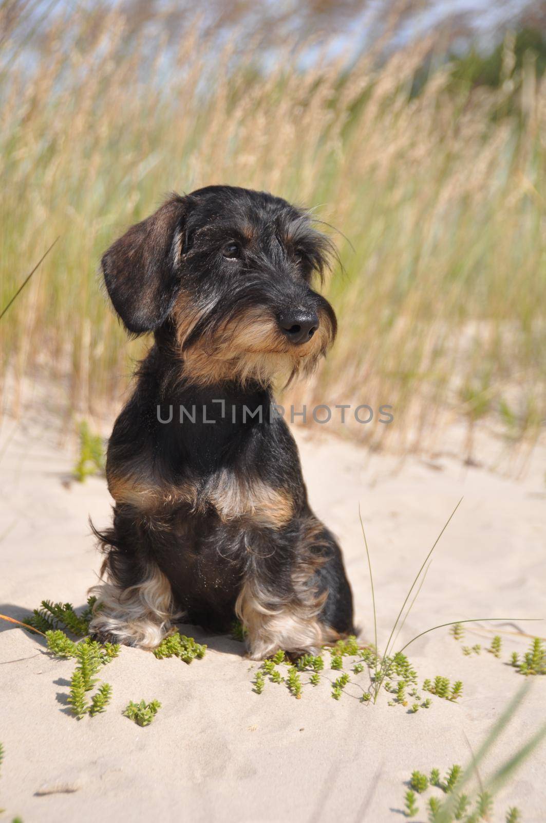 Wire haired dachshund dog sitting on sand by infinityyy
