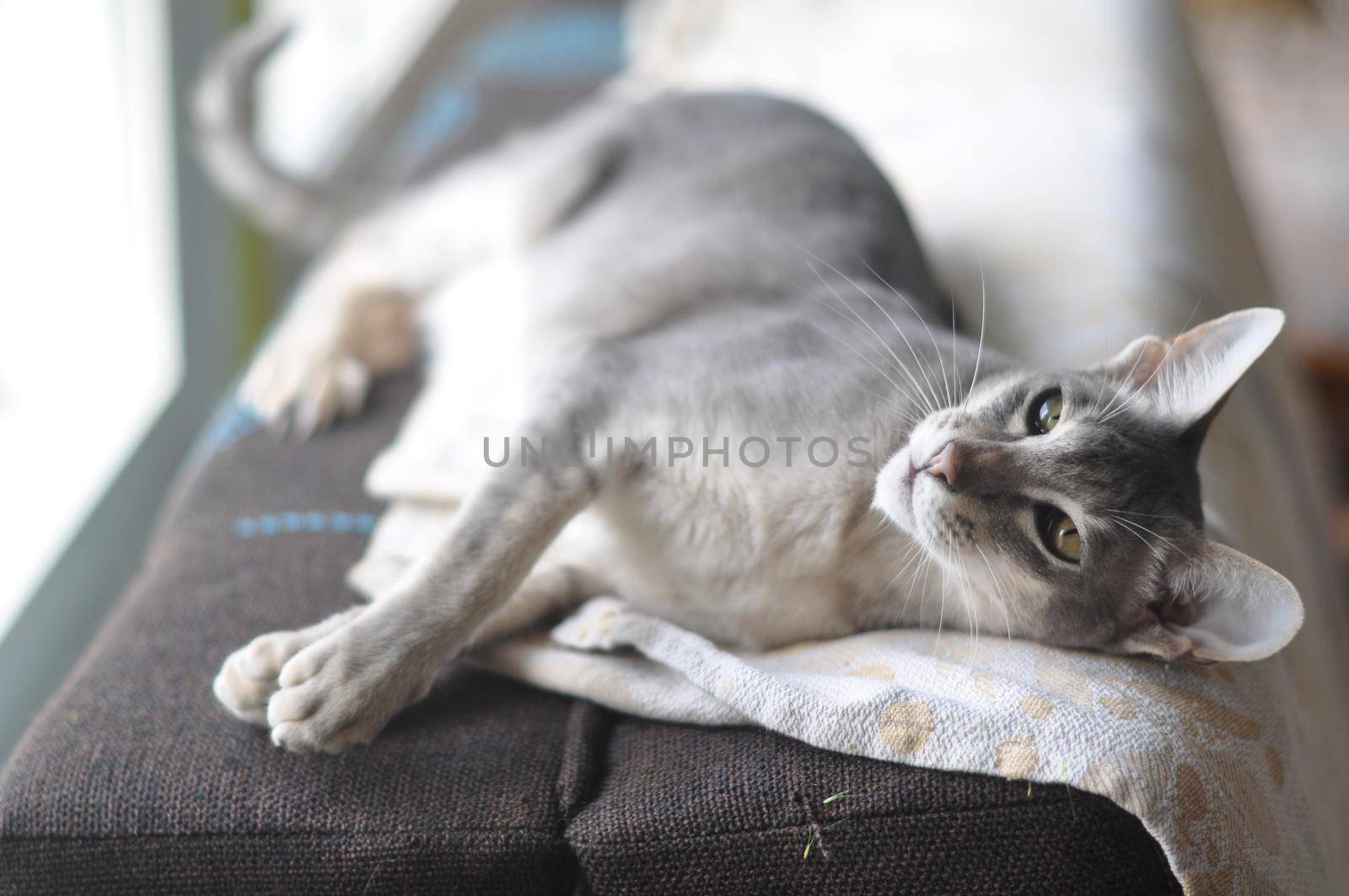 Oriental shorthair cat sits on the window.