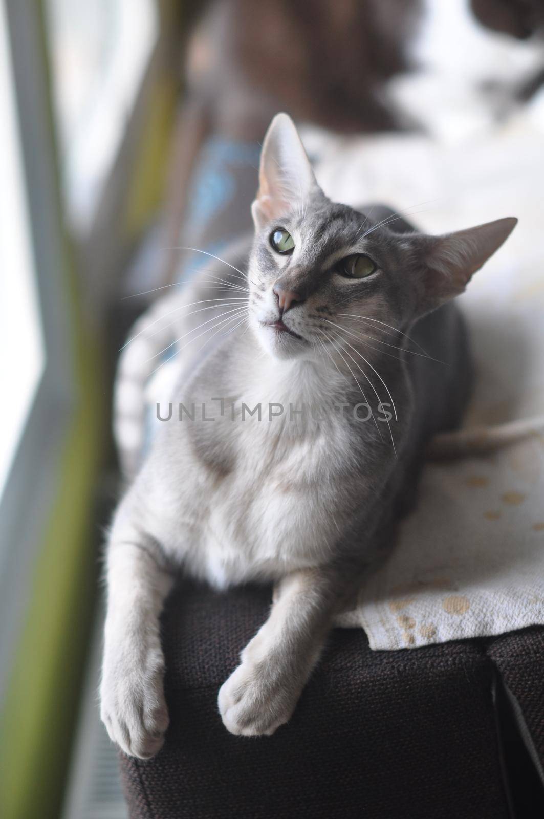 Oriental shorthair cat sits on the window by infinityyy