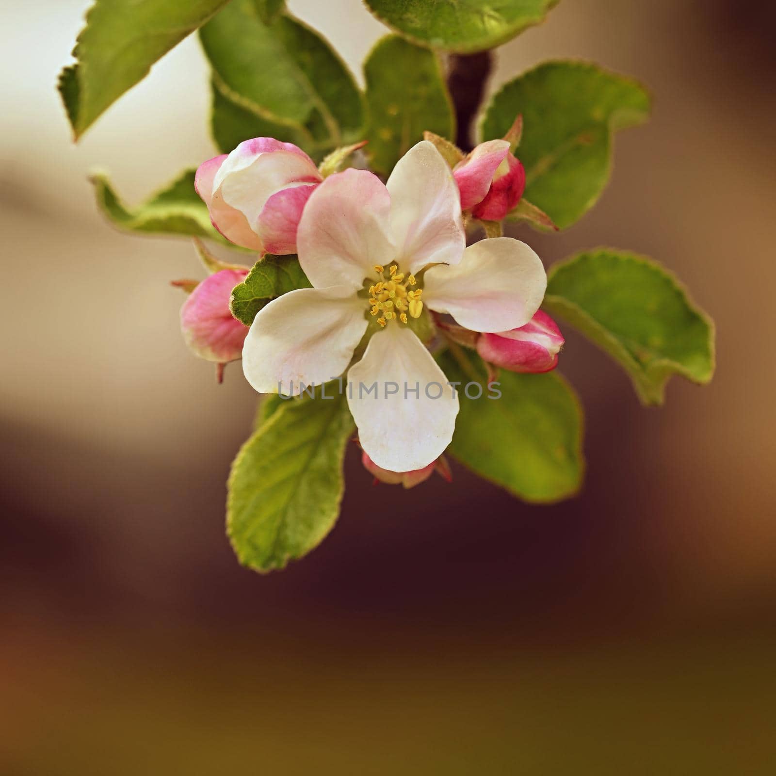 Spring background with blossoming fruit tree. Beautiful blooming apple tree in spring time.