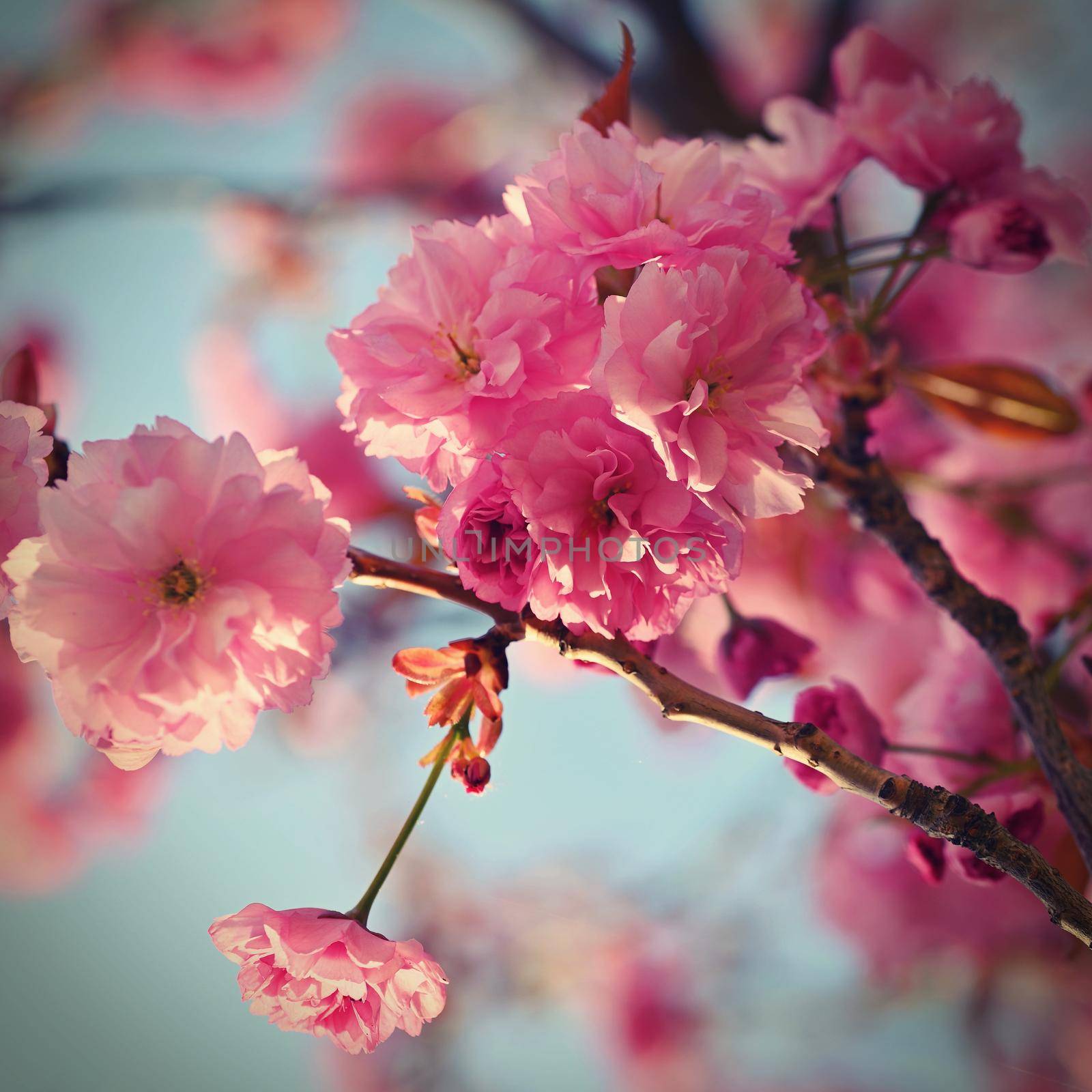 Beautiful flowering tree. Spring colorful background with flowers. Nature in spring time - nice sunny day.