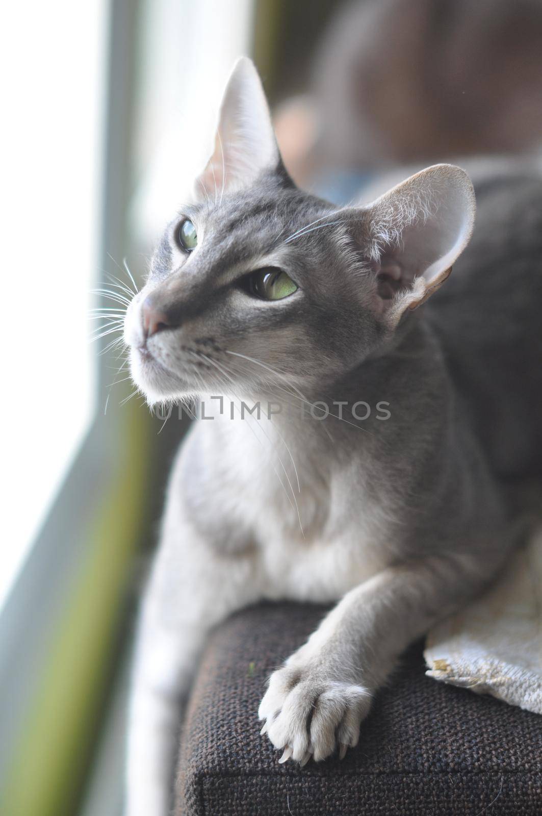 Oriental shorthair cat sits on the window.