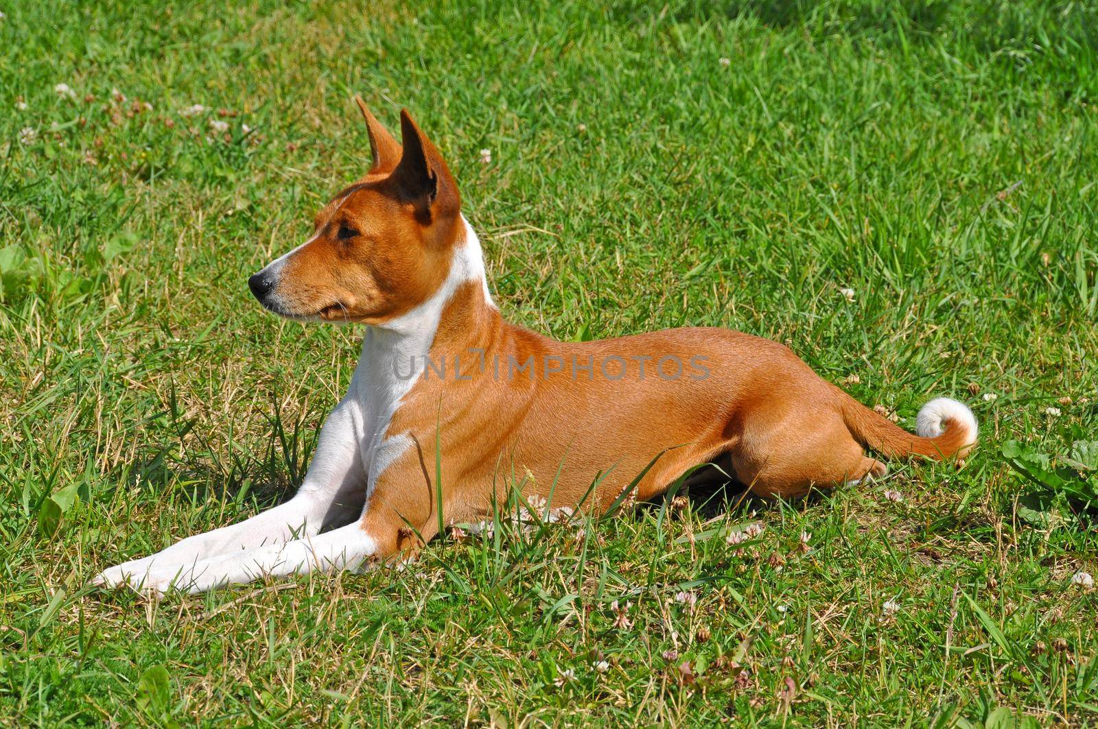 Red dog of breed of the Basenji lies on a green grass.