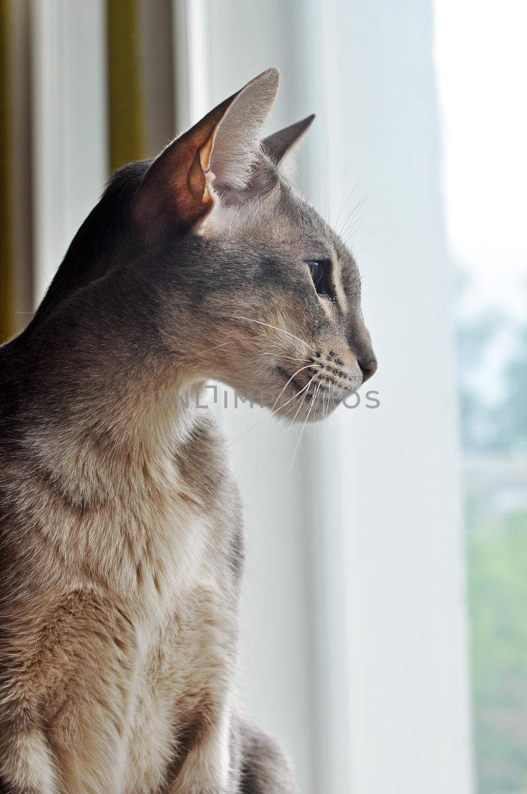 Oriental shorthair cat sits on the window.