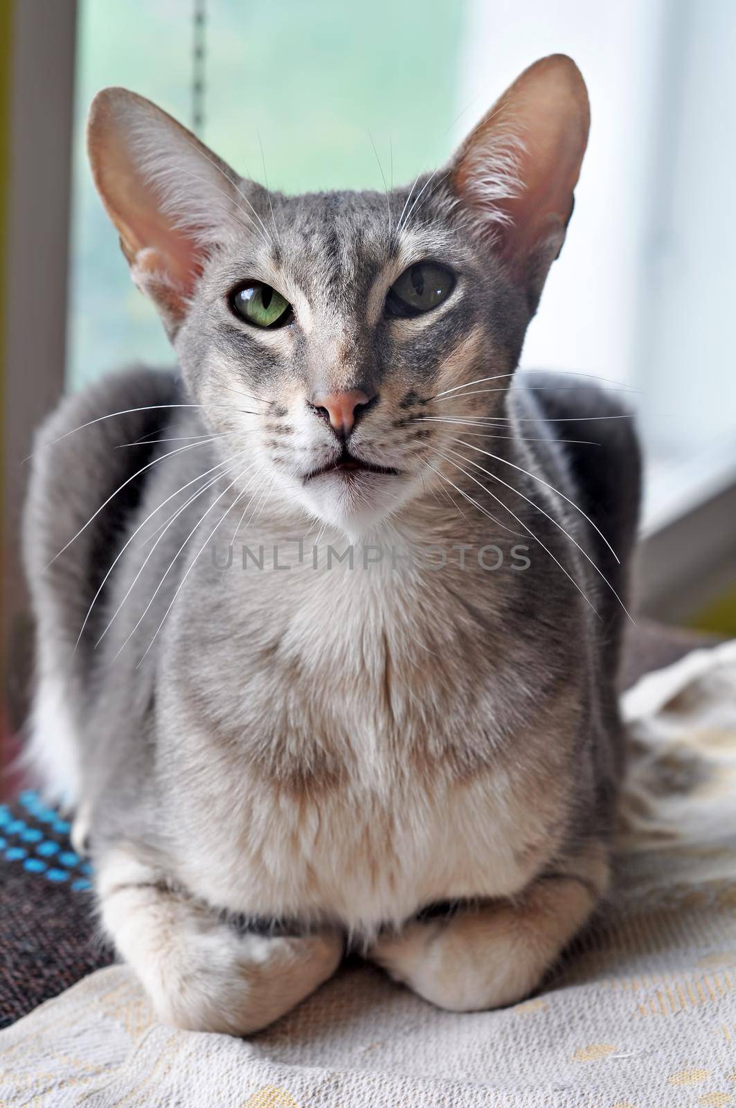 Oriental shorthair cat sits on the window by infinityyy