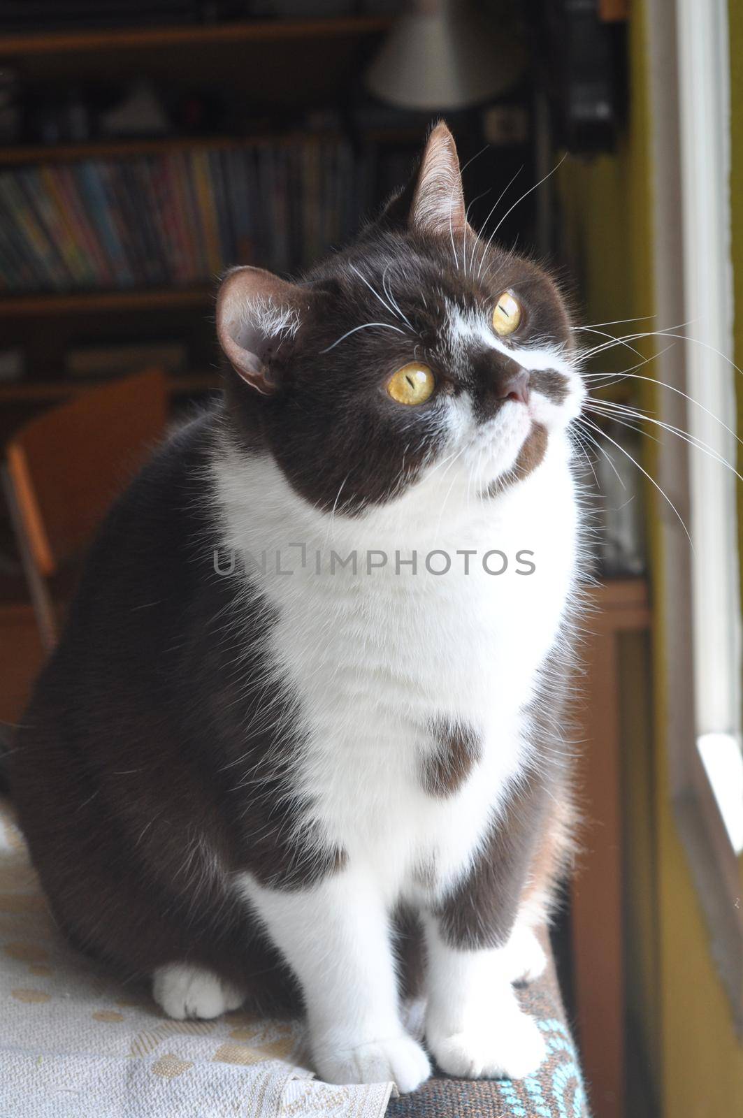 British Short hair cat with bright yellow eyes is sitting near the window