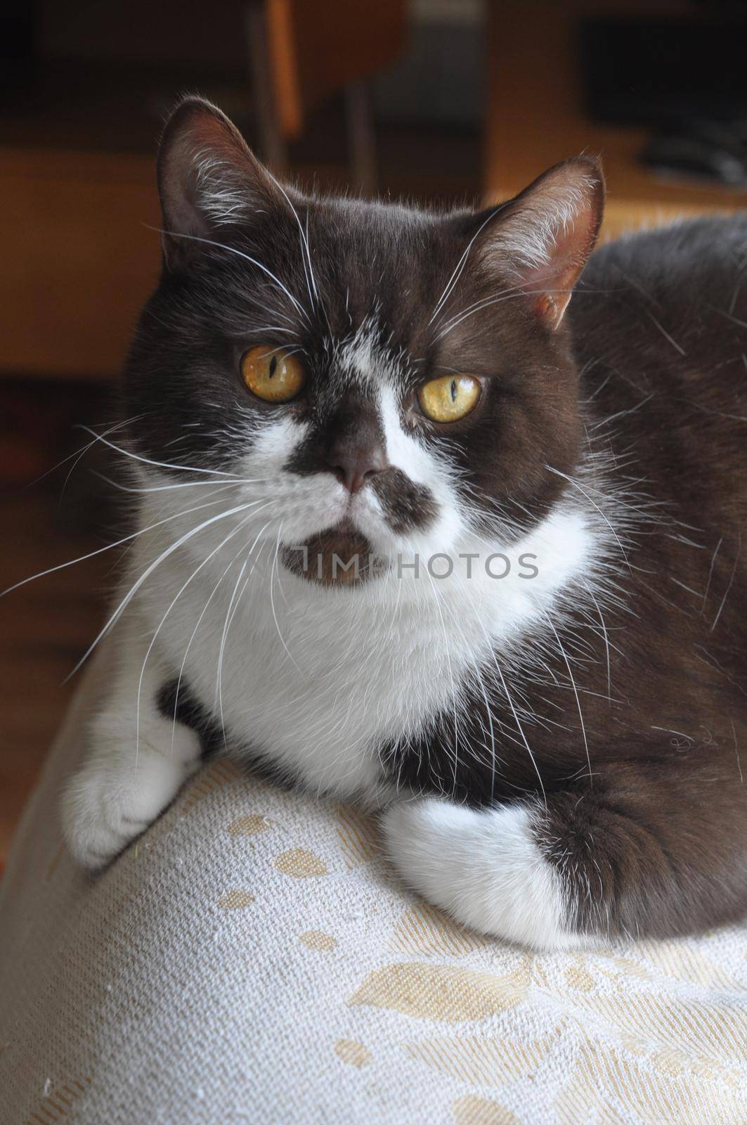 British Short hair cat with bright yellow eyes portrait