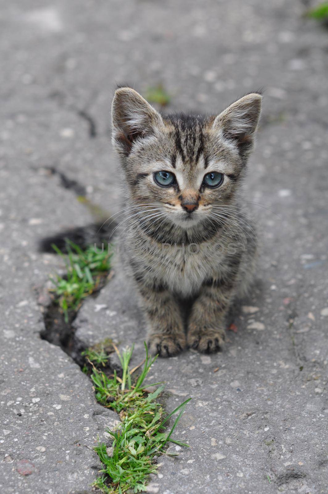 Little tabby cat sits on the asphalt with a crack road on the street