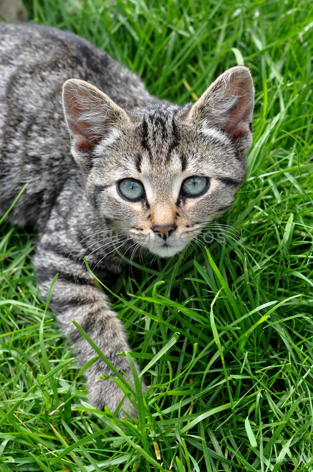 Stray tabby cat lies in green grass on a Sunny day by infinityyy