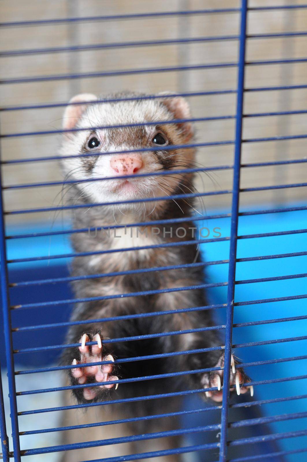Black ferret with the white head in behind the cage bars.