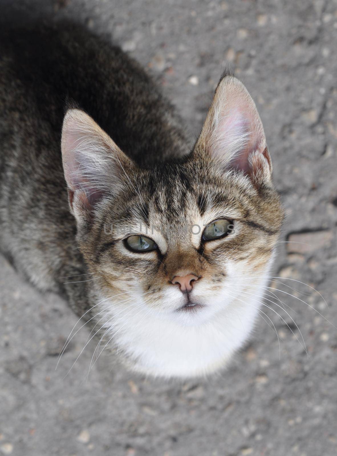 Tabby cat sitting under the table and asks to eat. Cat looking up.