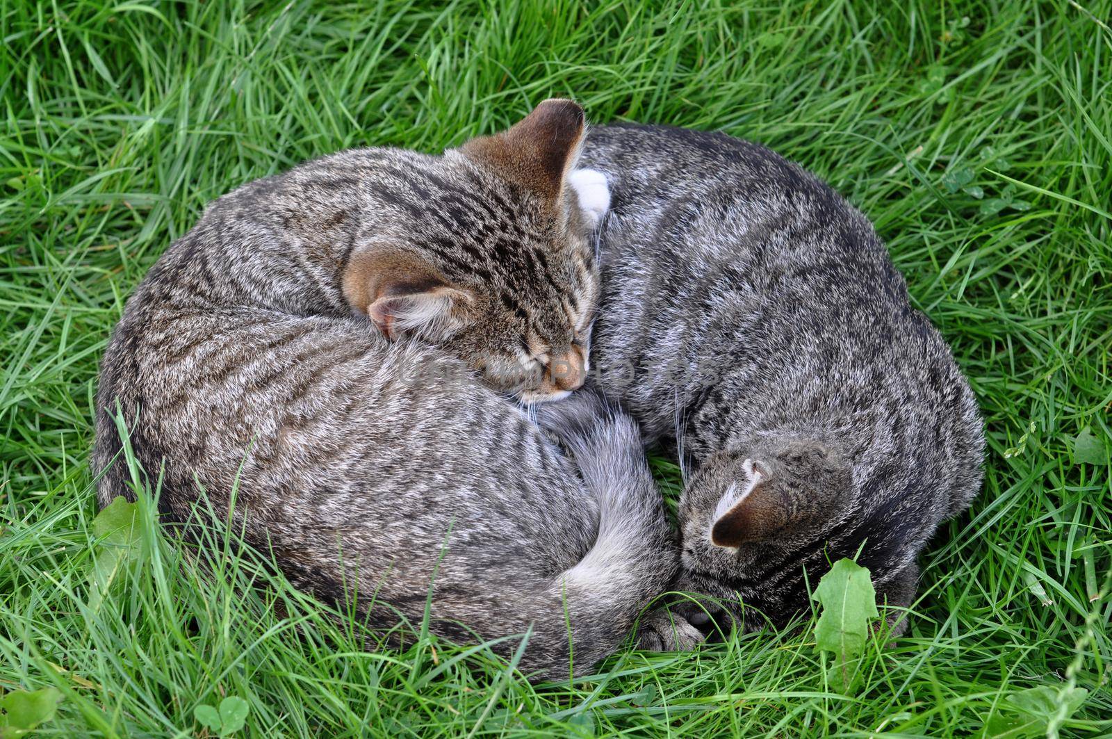 Two tabby cats are sleeping on the grass in love.