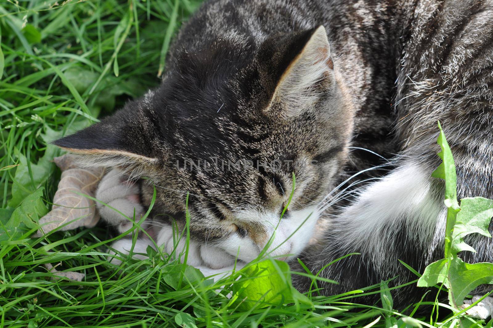 Tabby cat is sleeping in the green grass on a Sunny day