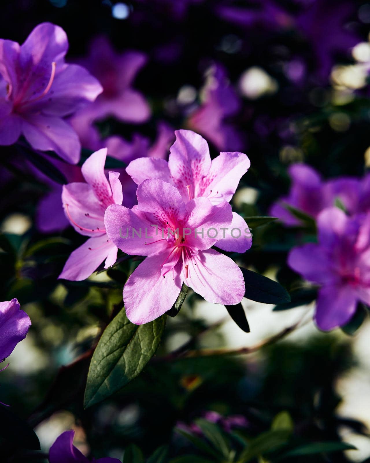 Moody flowers of Azalea, large pink buds on dark green background. The first spring sunshine shines on the beautiful pink buds of a rhododendron bush, vertical