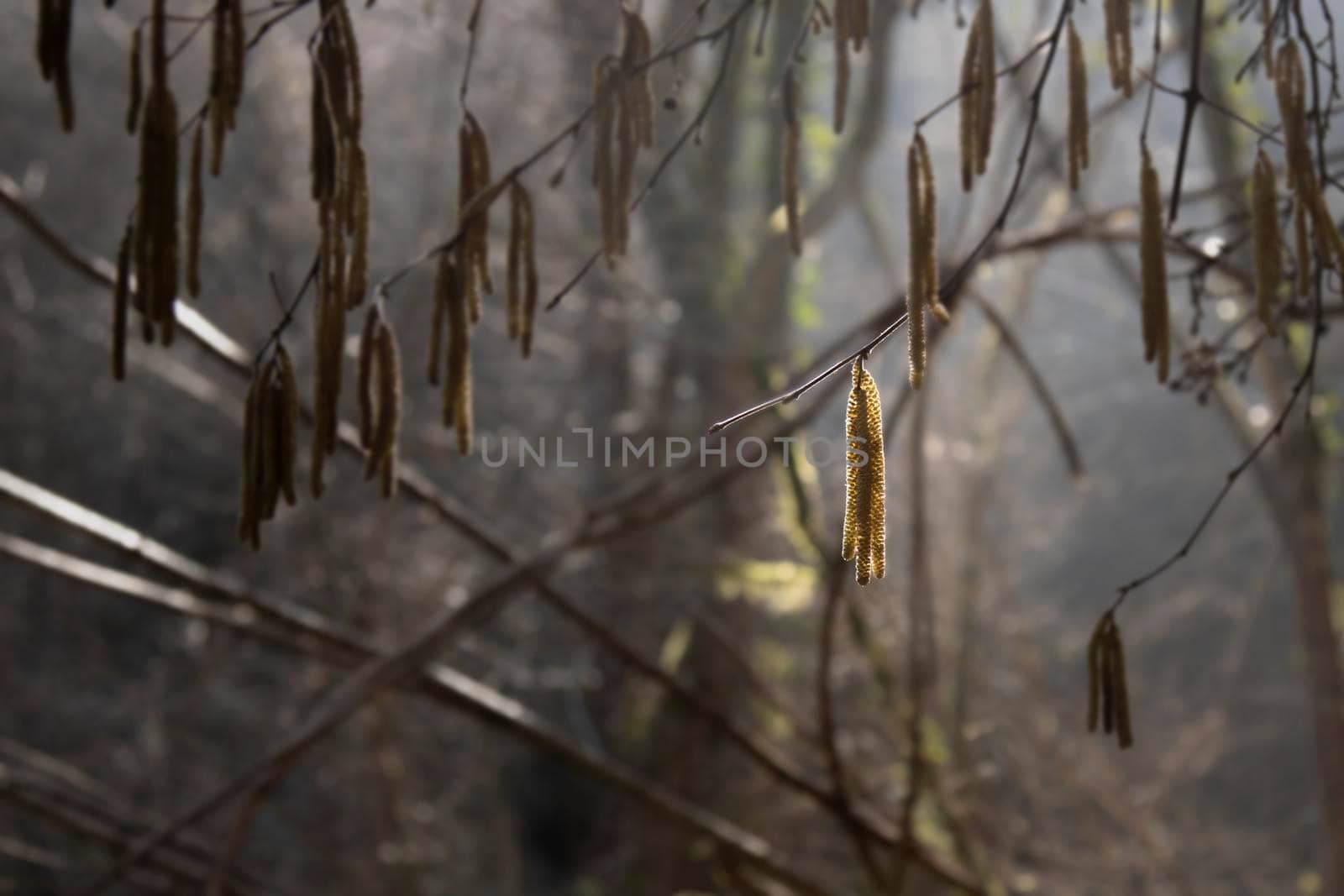 Illuminated leaf hanging from a tree branch