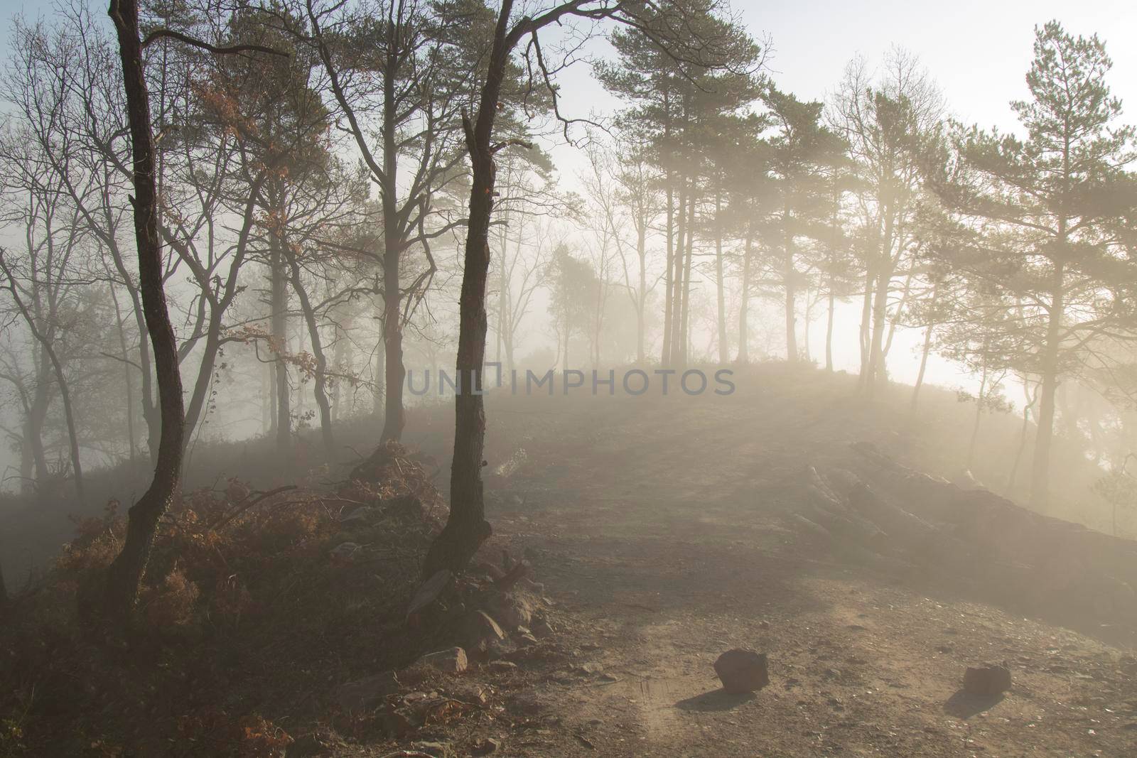 Beautiful landscape showing some trees among the fog