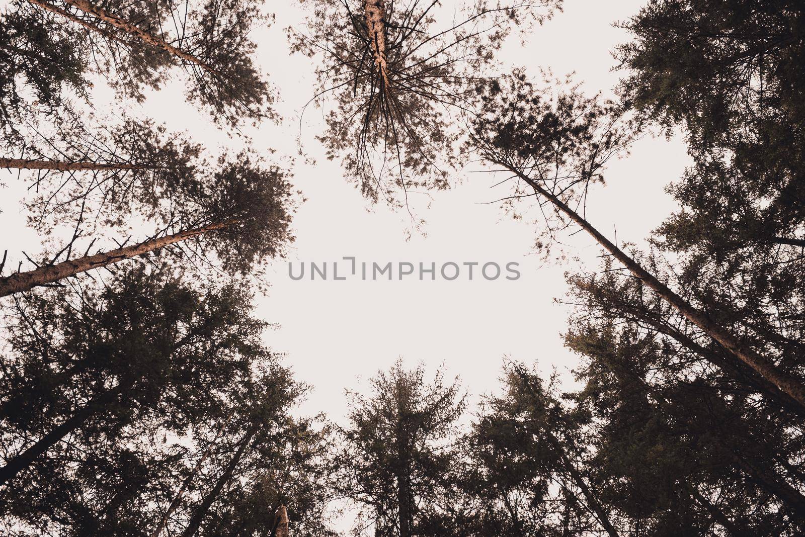 Christmas trees Pine coniferous forest bottom view to the sky. blank blank, sample for text, template, stationery. A tree in a forest. High quality photo