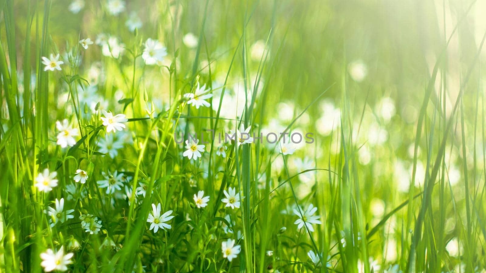 Meadow with meadow grasses and delicate white little flowers in the sunlight on a summer day. Soft focus, filters