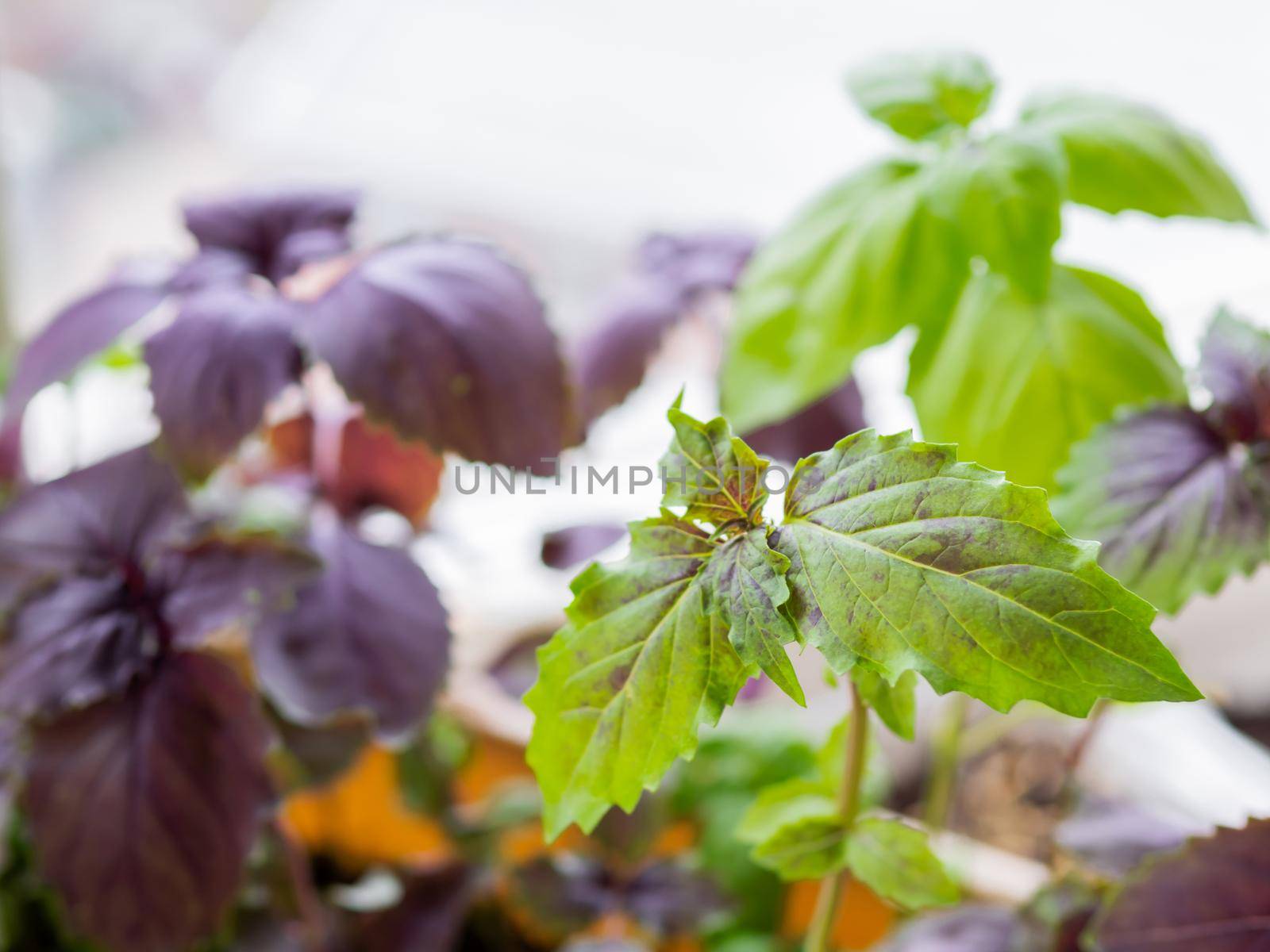 Basil seedlings. Growing edible organic basil, arugula, microgreens for healthy nutrition. Gardening on window sill at home. by aksenovko