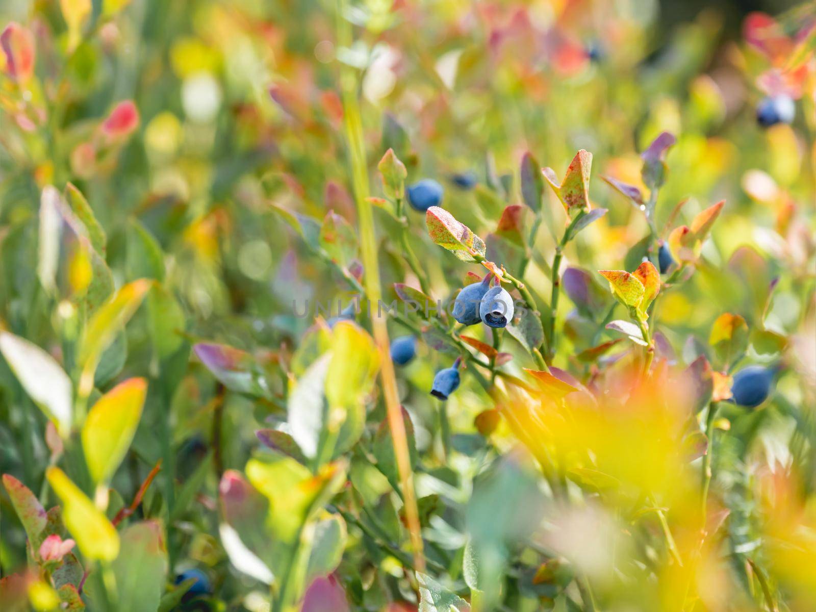 Blueberries in forest. Sunny autumn day. Autumn harvest of wild growing berries. by aksenovko