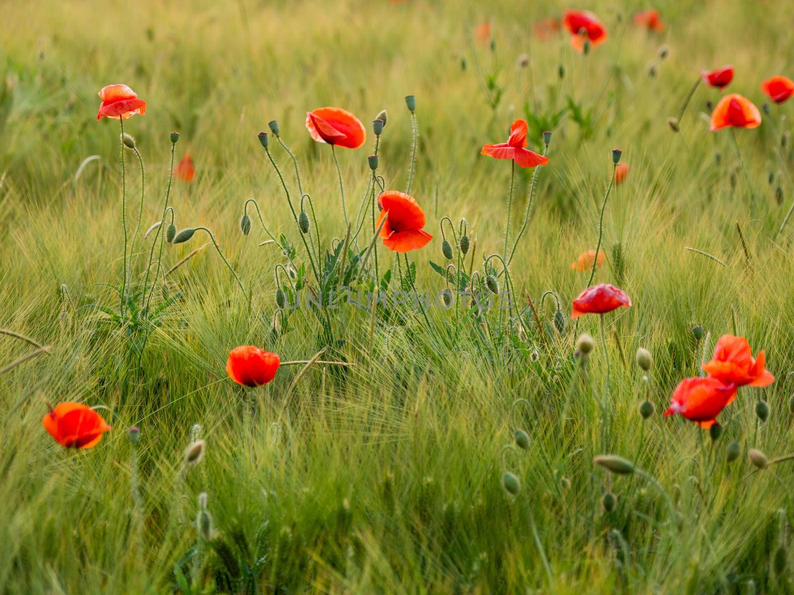 Red poppy flowers on field of rye. Green plants with red buds. Beautiful and fragile flowers at summer. by aksenovko