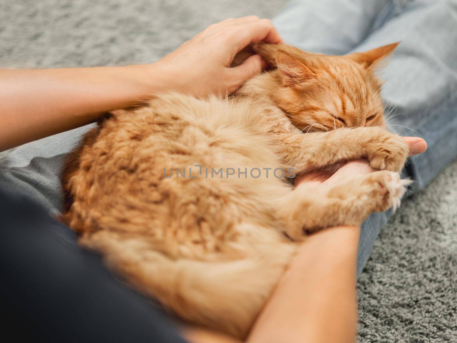 Cute ginger cat is sleeping on woman's knees. Fluffy pet comfortably settled on pet owner's legs. by aksenovko