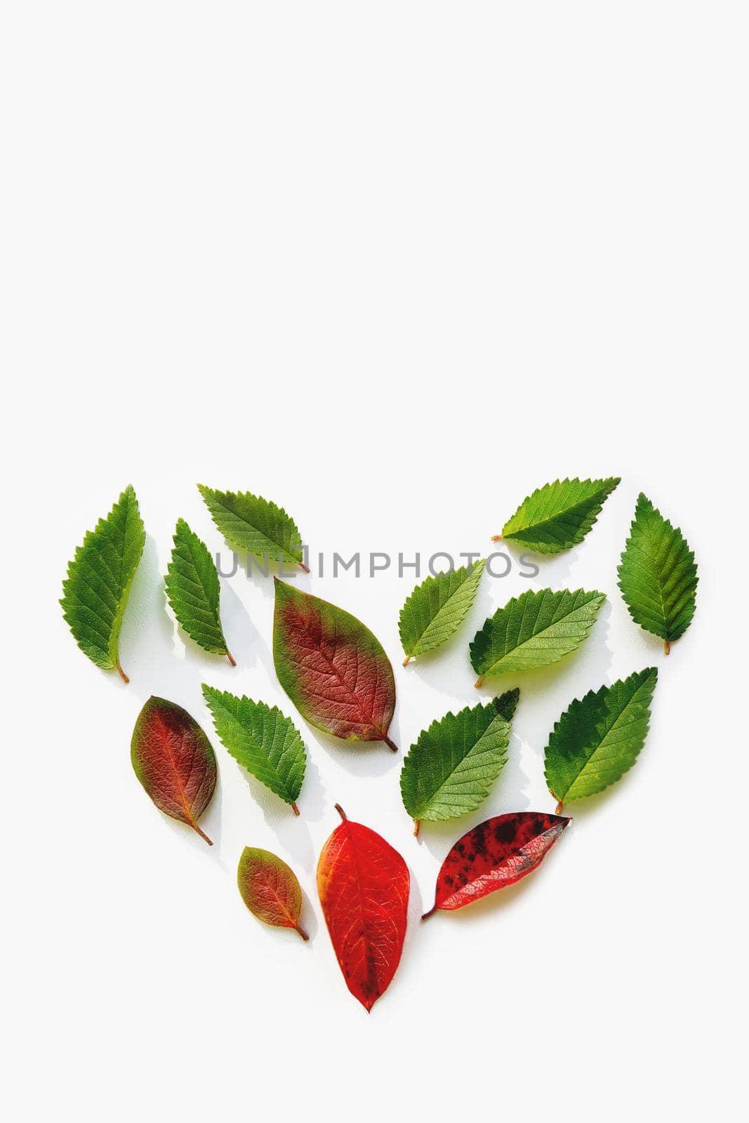 Top view on heart shape made of red andgreen leaves on white background. Love of nature. Flat lay concept with copy space.