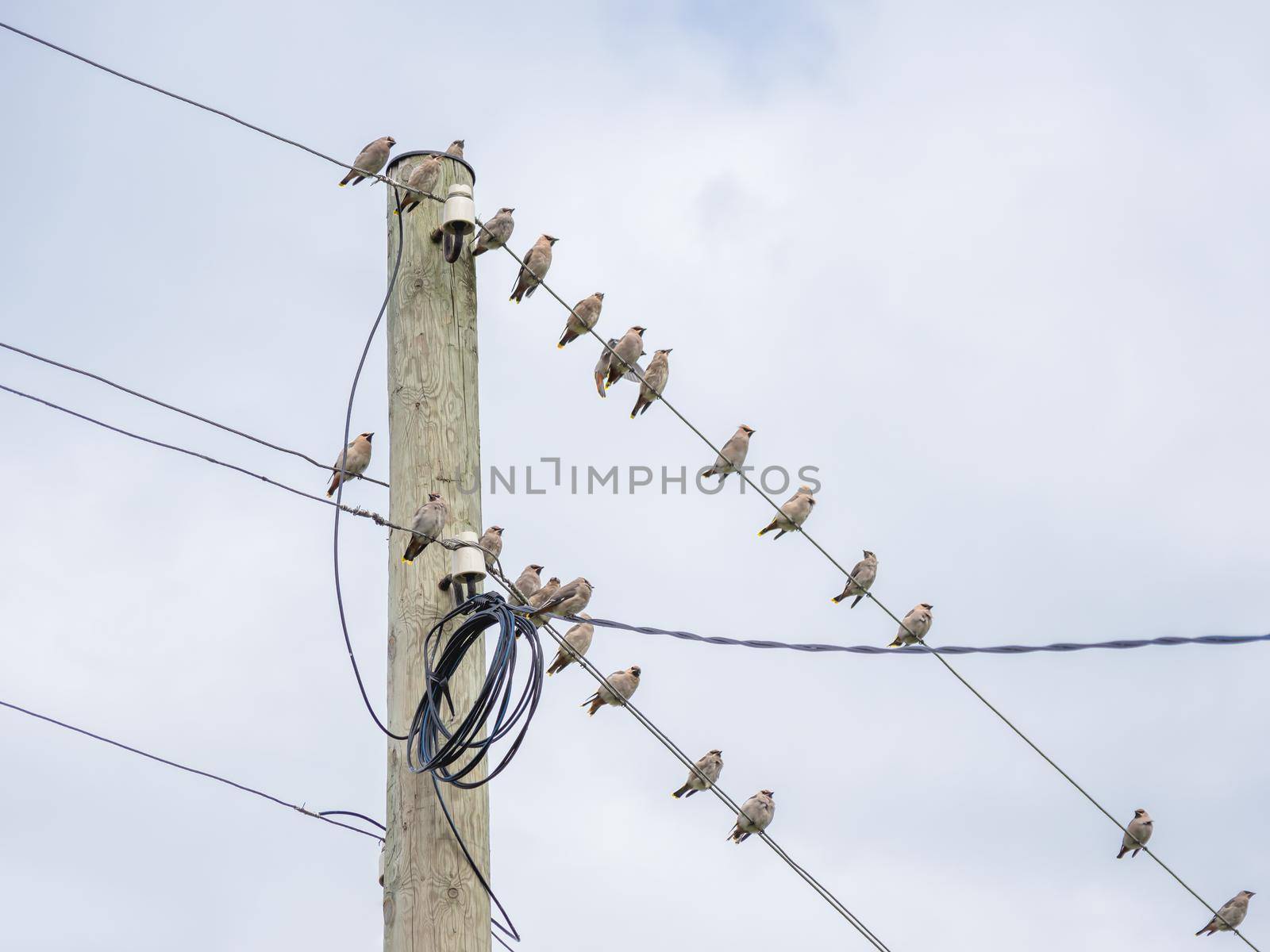 Flock of Bohemian waxwing or Bombycilla garrulus is perching on electric wires. Starling-sized passerine birds on sky background.