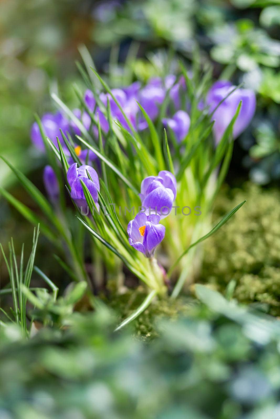 Purple crocus flowers makes the way through fallen leaves. Natural spring background. by aksenovko