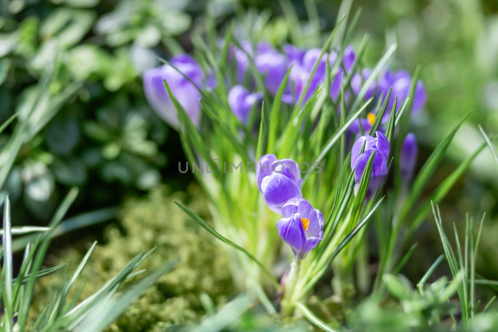 Purple crocus flowers makes the way through fallen leaves. Natural spring background. by aksenovko