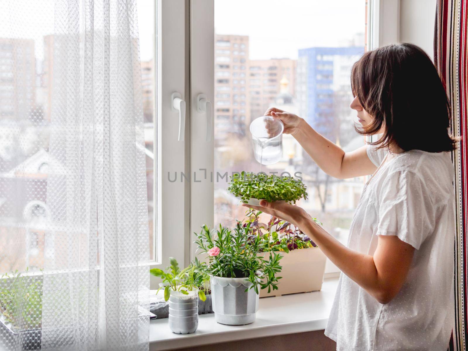 Woman is watering houseplants and microgreens on windowsill. Growing edible organic basil, arugula, microgreen of cabbage for healthy nutrition. Gardening at home. by aksenovko