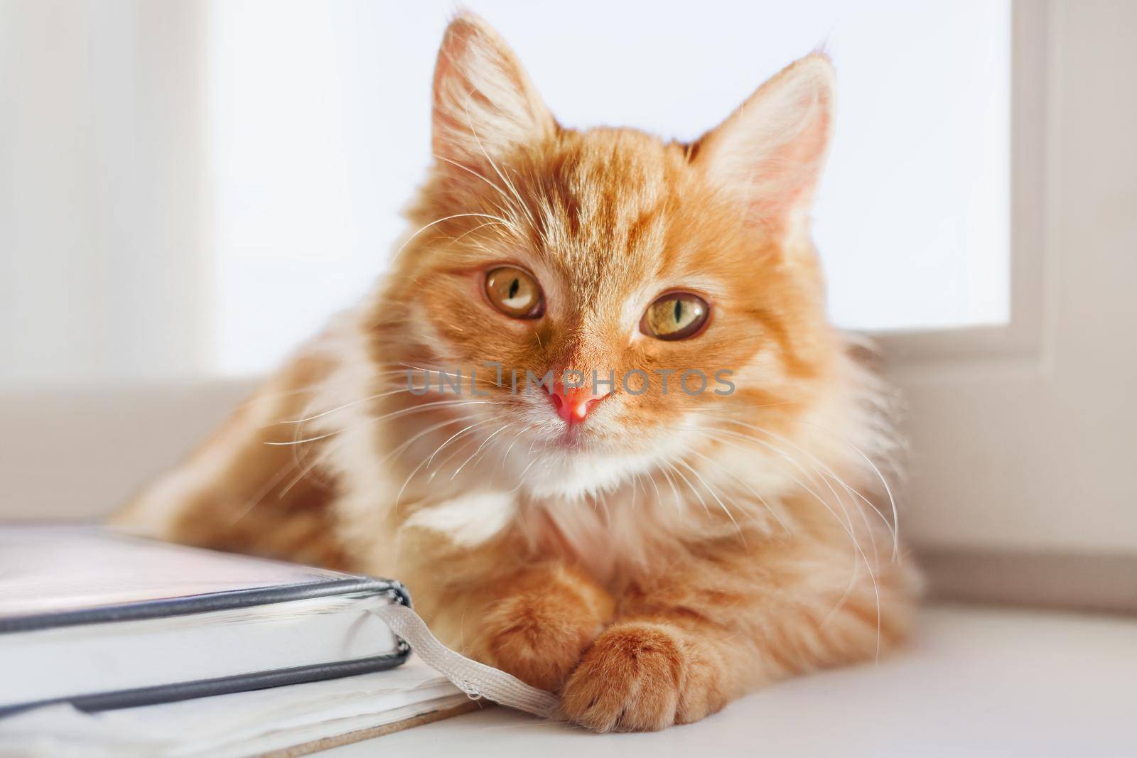 Cute ginger cat is playing with bookmark. Portrait of curious fluffy pet on sunlight. Cozy morning at home. by aksenovko