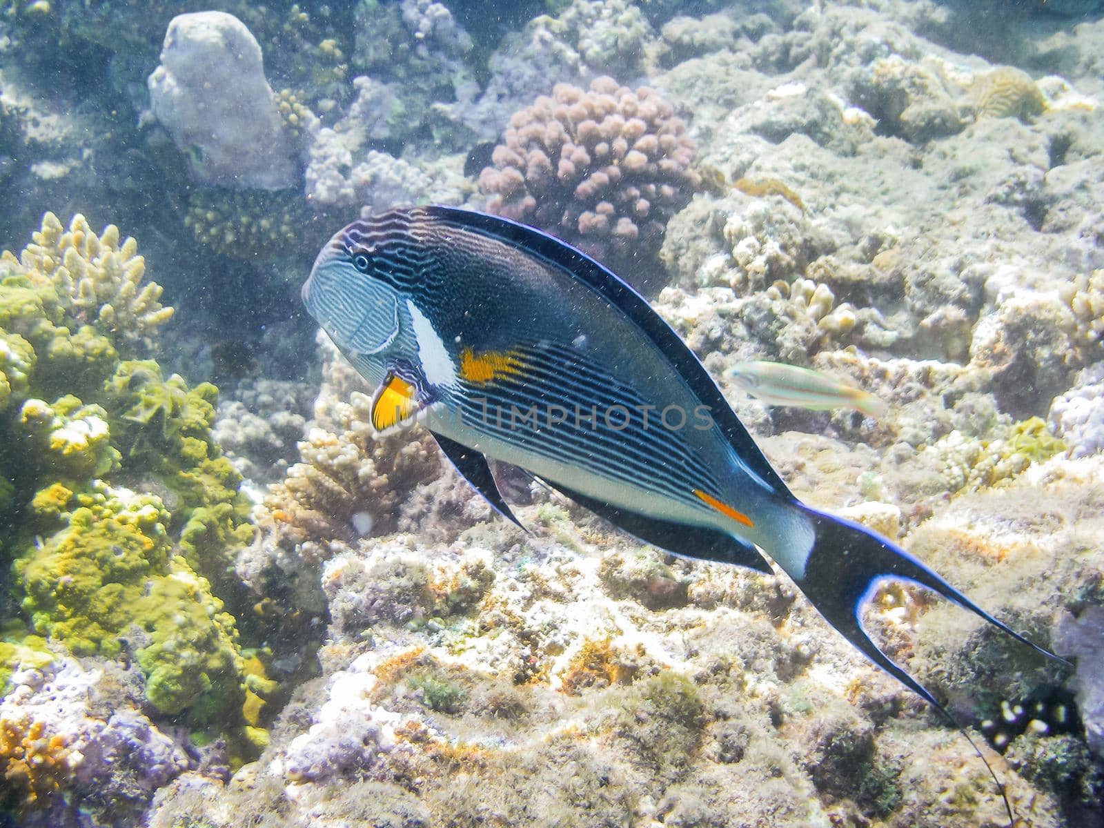 Sohal surgeonfish or Acanthurus sohal or sohal tang, Red Sea endemic. Colorful fish and corals in Egypt.