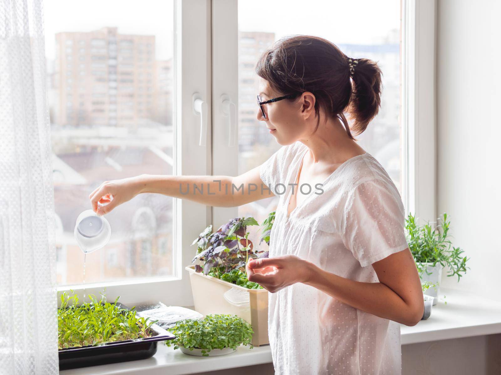 Woman is watering houseplants and microgreens on windowsill. Growing edible organic basil, arugula, microgreen of cabbage for healthy nutrition. Gardening at home. by aksenovko
