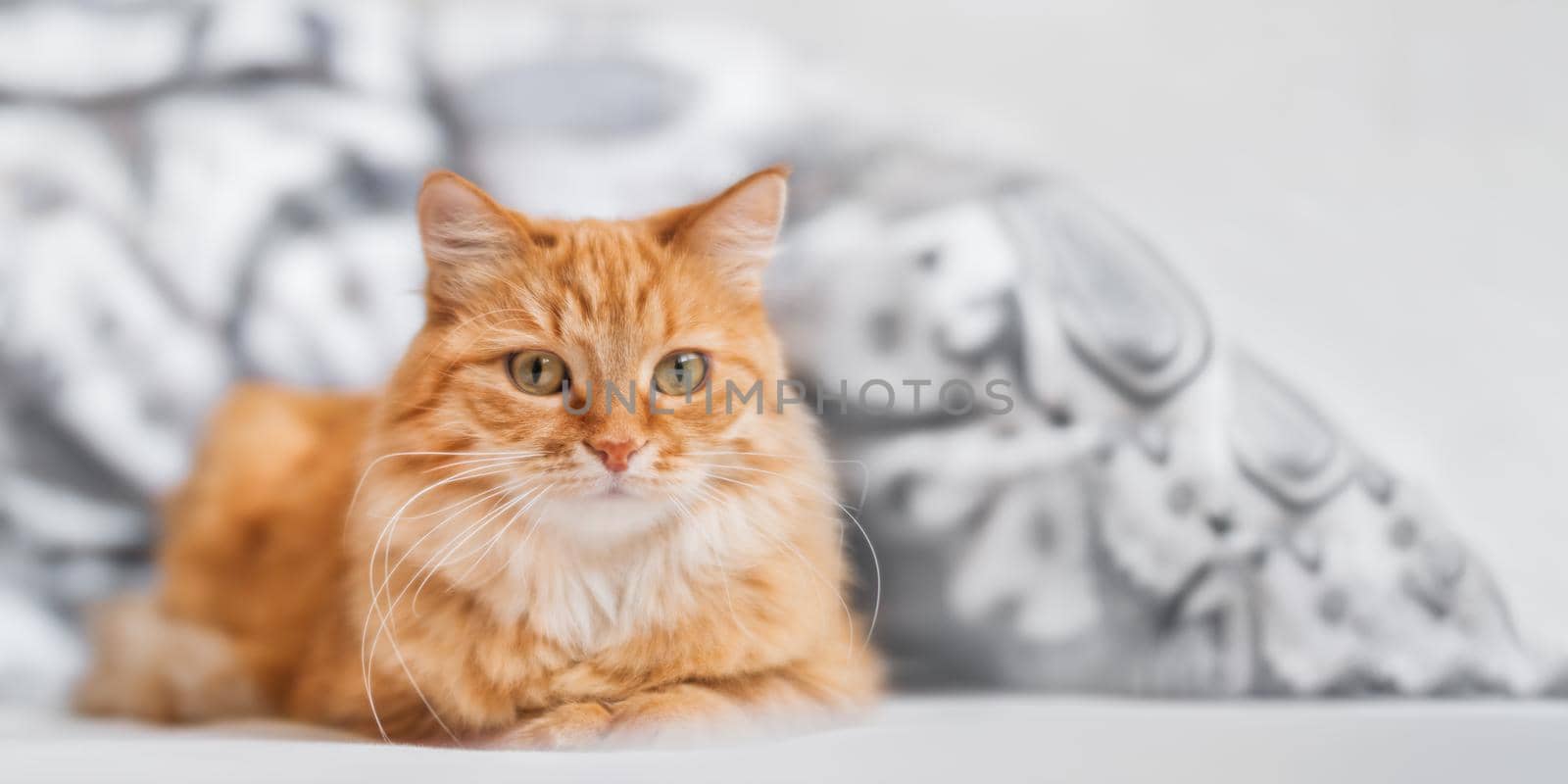 Cute ginger cat lying in bed. Fluffy pet comfortably settled to sleep. Cozy home background with copy space.