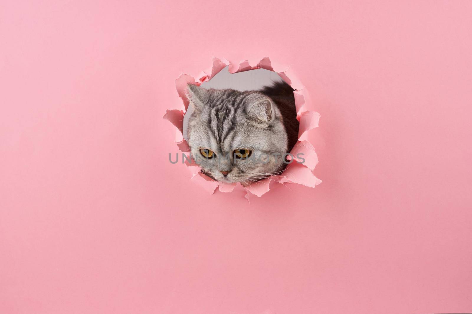 kitty in wrapped cardboard watching at sth, pink background